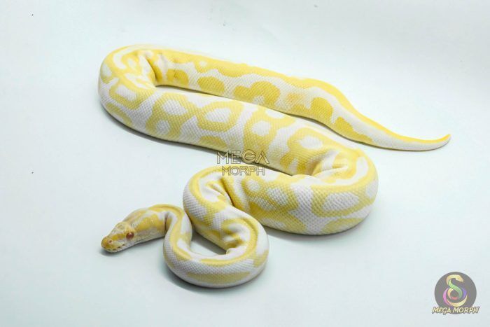 5354 0.1 ALBINO LEOPARD - Image 1