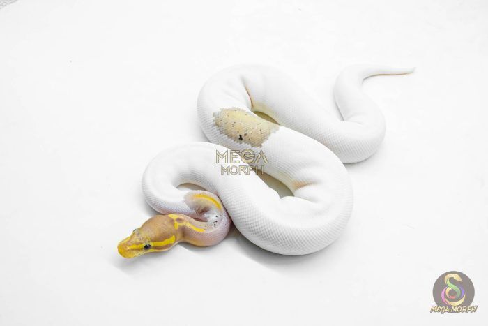5923 0.1 CORAL GLOW BLACK PASTEL PIED - Image 1