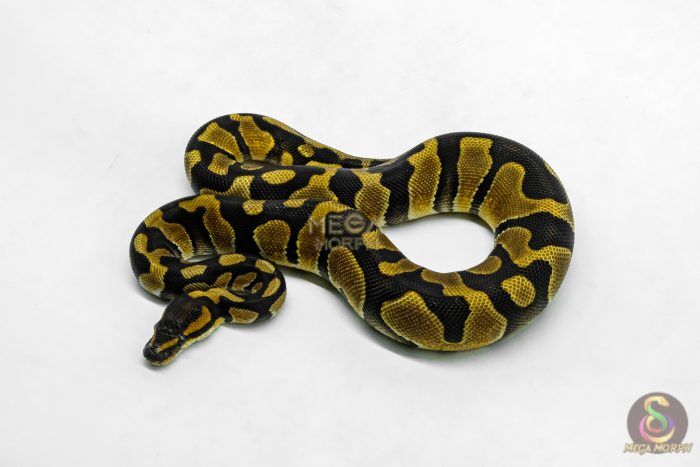 6206 1.0 ENCHI BH H.CLOWN - Image 1