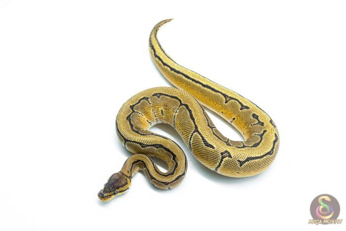 6291 1.0 OD PIN DBL.H.HYPO PIED - Image 1