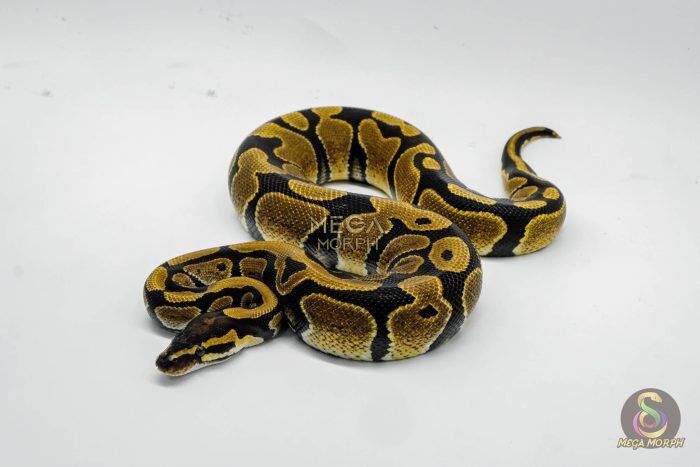 6435 1.0 MANDARIN HET HYPO - Image 1