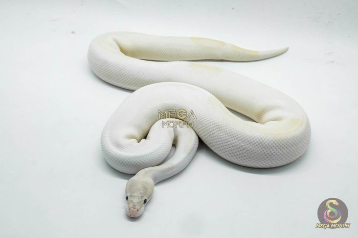 4162 1.0 IVORY PIEBALD - Image 1