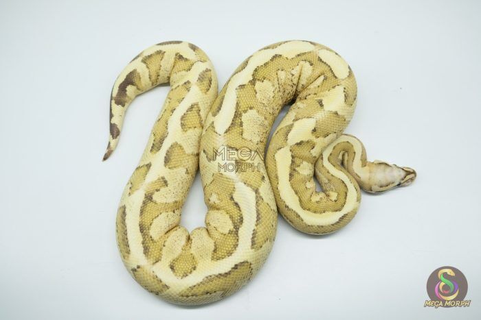 4262 0.1 VANILLA CREAM HET CLOWN - Image 1