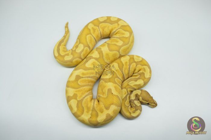 4272 0.1 BANANA GHI ENCHI HYPO OR HET HYPO (Proven breeder) - Image 1