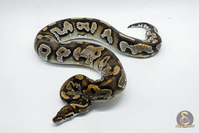 4276 0.1 BLACKHEAD MOJAVE YELLOW BELLY - Image 1