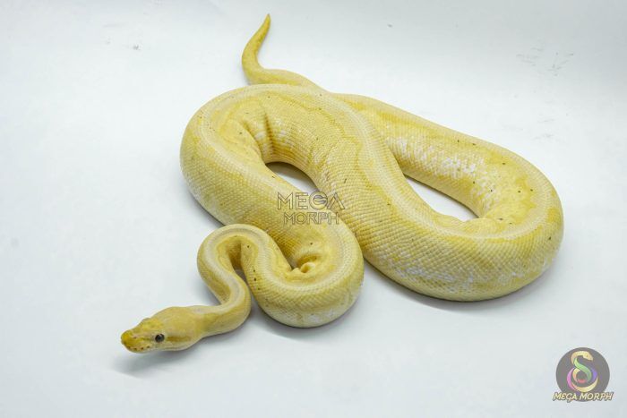4683 0.1 BANANA PINSTRIPE PASTEL HET PIEBALD - Image 1