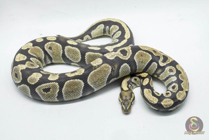 4707 0.1 DG 66% HET HYPO - Image 1