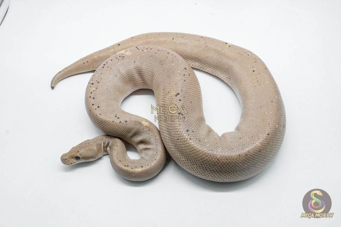4778 1.0 BANANA SUPER CINNAMON - Image 1