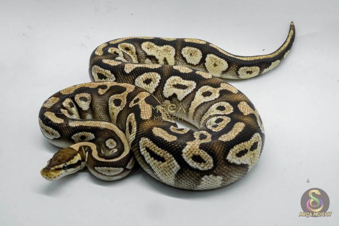 4818 0.1 PASTEL MOJAVE YELLOW BELLY - Image 1