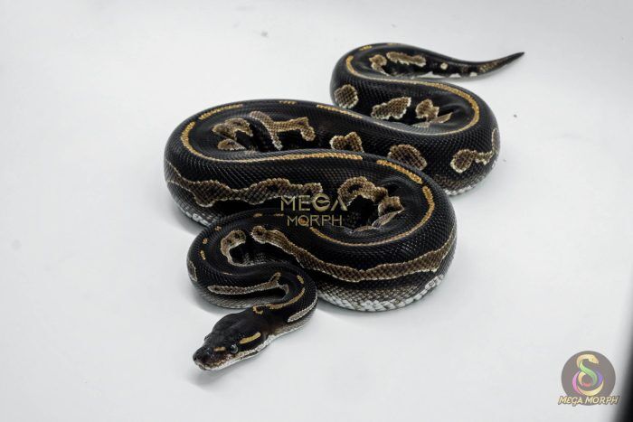 5012 0.1 SUPER BLACKHEAD HET PIEBALD - Image 1