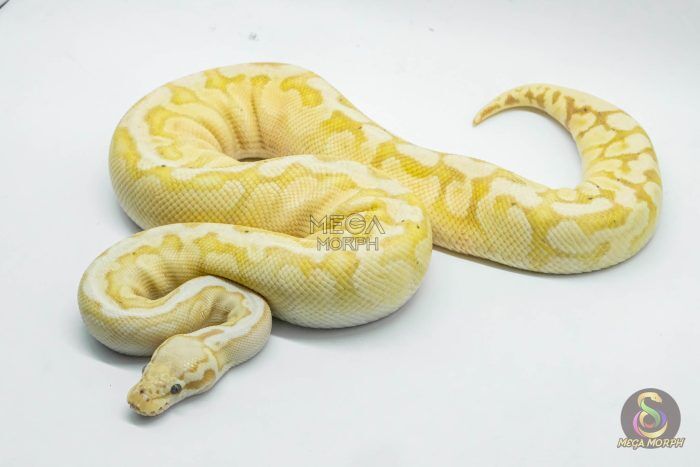 5088 0.1 BANANA PASTEL GHI SPOTNOSE YELLOW BELLY - Image 1