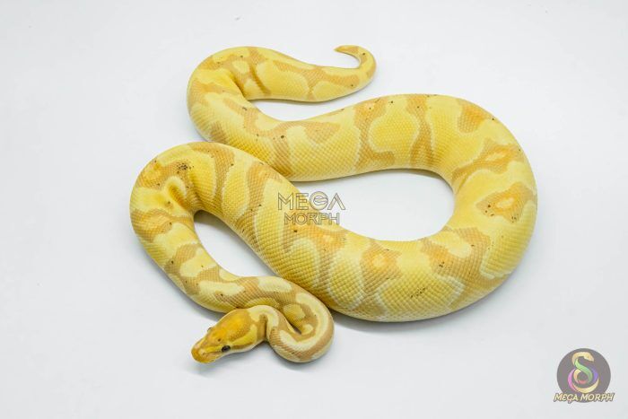 5711 0.1 BANANA ENCHI YELLOW BELLY HET CLOWN - Image 1