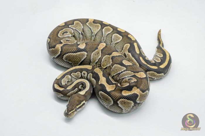 5742 0.1 LESSER NANNY - Image 1