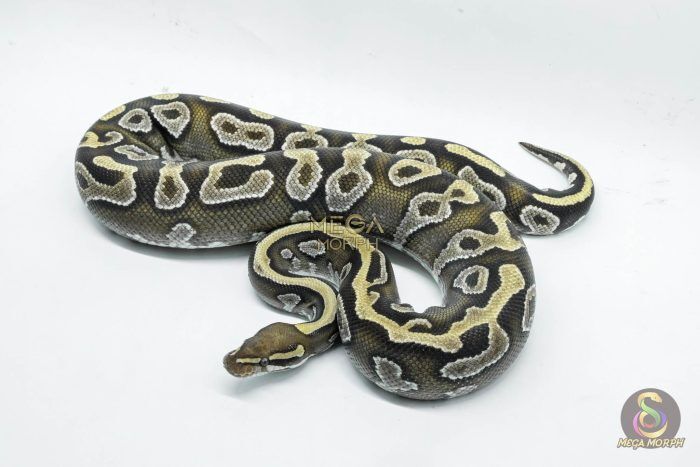 5790 0.1 MOJAVE YELLOW BELLY - Image 1