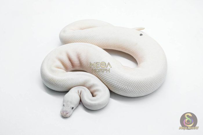 5827 1.0 RUSSO PIEBALD - Image 1