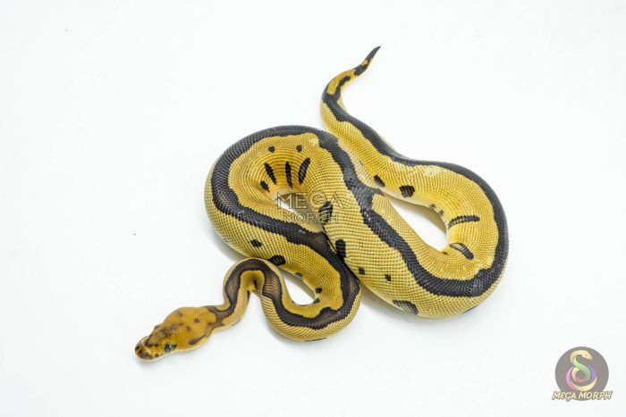 5973 0.1 LEOPARD BLADE CLOWN - Image 1