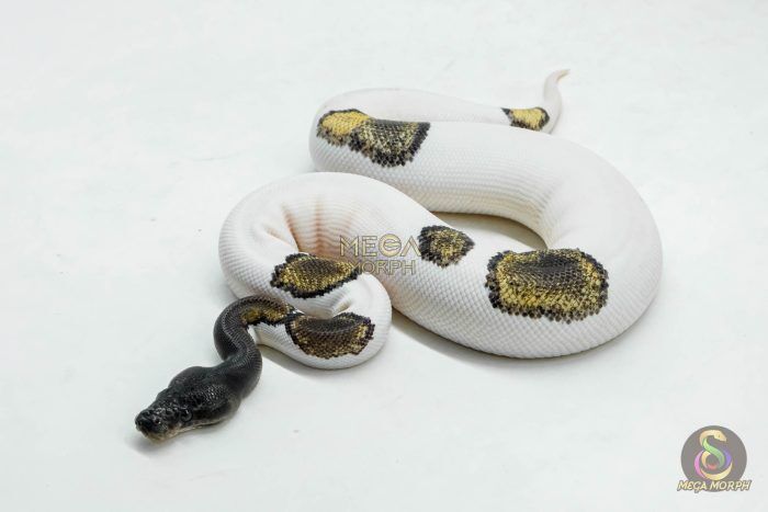 6044 0.1 BLACKHEAD LEOPARD MOJAVE PIED - Image 1