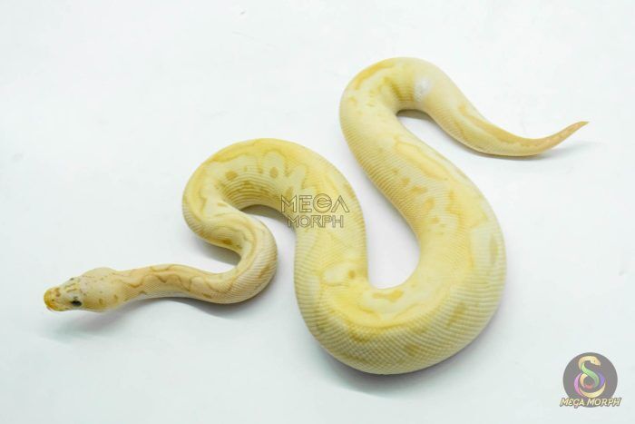 6118 1.0 BANANA PASTEL CALICO CLOWN POSS ORANGE DREAM - Image 1