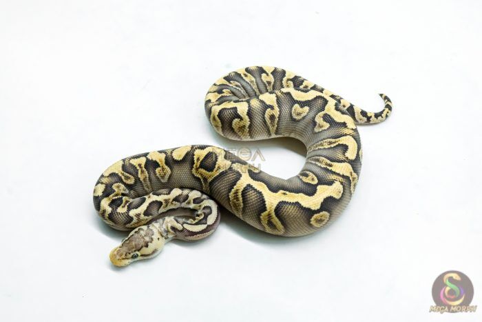 6277 0.1 GHI MOJAVE PASTEL CRYPTON - Image 1