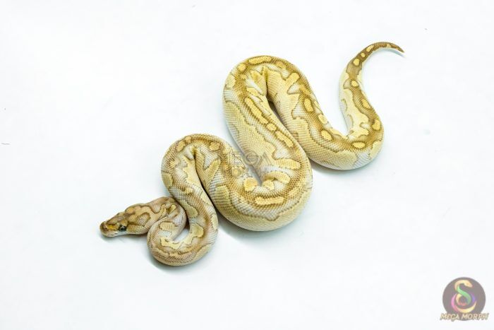 6279 0.1 LESSER FIRE CLOWN - Image 1
